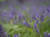 Hyacintenjogging 2015 - 27.jpg